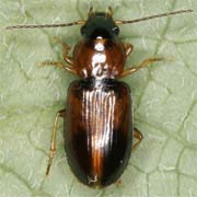 Acupalpus flavicollis (Sturm, 1825), Carabidae (3–4 mm) Acupalpus flavicollis (3–4 mm)