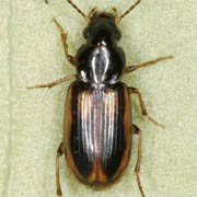 Acupalpus maculatus (Schaum, 1860), Carabidae (3–3.5 mm) Acupalpus maculatus (3–3.5 mm)