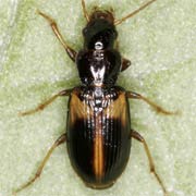 Acupalpus meridianus (L., 1761), Carabidae (3.5–4.3 mm) Acupalpus meridianus (3.5–4.3 mm)