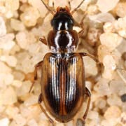 Acupalpus parvulus (Sturm, 1825), Carabidae (3.4–4.2 mm) Acupalpus parvulus (3.4–4.2 mm)