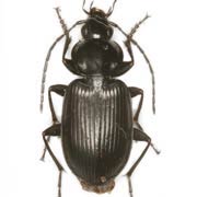 Agonum duftschmidi Schmidt, 1994 ♂, Carabidae (8–9.5 mm) Agonum duftschmidi (8–9.5 mm)