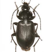 Agonum duftschmidi (8–9.5 mm)