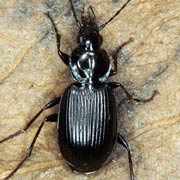 Agonum emarginatum (Duftschm., 1812), Carabidae (8–9 mm) Agonum emarginatum (8–9 mm)