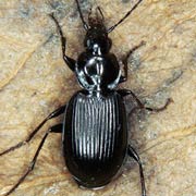 Agonum emarginatum (8–9 mm)