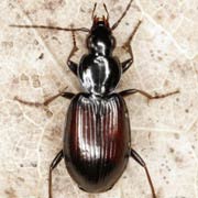 Agonum fuliginosum (Panz., 1809), Carabidae (5.8–7.2 mm) Agonum fuliginosum (5.8–7.2 mm)