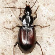 Agonum fuliginosum (5.8–7.2 mm)