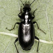 Agonum gracile (Gyll., 1827), Carabidae (6–7 mm) Agonum gracile (6–7 mm)