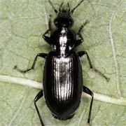 Agonum gracile (6–7 mm)