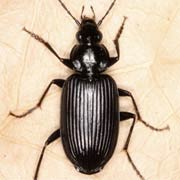 Agonum lugens (8–10 mm)