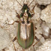 Agonum marginatum (8.5–10.5 mm)