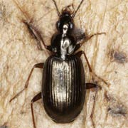 Agonum micans (Nicol., 1822) ♀, Carabidae (6.2–7.5 mm) Agonum micans (6.2–7.5 mm)