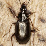 Agonum micans (6.2–7.5 mm)