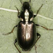 Agonum muelleri (6.9–9 mm)