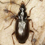 Agonum piceum (L., 1758), Carabidae (5.5–7.2 mm) Agonum piceum (5.5–7.2 mm)