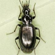 Agonum scitulum Dej., 1828, Carabidae (5.8–7.2 mm) Agonum scitulum (5.8–7.2 mm)