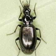 Agonum scitulum (5.8–7.2 mm)