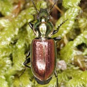 Agonum sexpunctatum (7–9 mm)