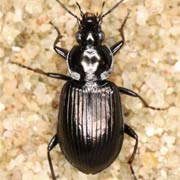 Agonum viduum (Panz., 1797), Carabidae (7–9.5 mm) Agonum viduum (7–9.5 mm)