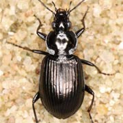 Agonum viduum (7–9.5 mm)