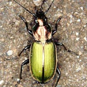 Agonum viridicupreum (Goeze, 1777), Carabidae (8–9.5 mm) Agonum viridicupreum (8–9.5 mm)