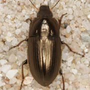 Amara aenea (6–8 mm)