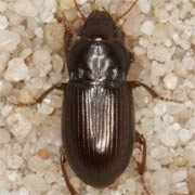 Amara apricaria (7–8.5 mm)