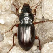 Amara aulica (Panz., 1797) ♂, Carabidae (10.5–15 mm) Amara aulica (10.5–15 mm)