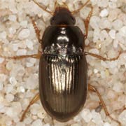 Amara bifrons (Gyll., 1810), Carabidae (5.5–7.5 mm) Amara bifrons (5.5–7.5 mm)