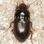 Amara consularis (Duft., 1812), Carabidae (7–9.5 mm) Amara consularis (7–9.5 mm)