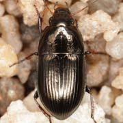 Amara convexior Steph., 1828, Carabidae (7–9 mm) Amara convexior (7–9 mm)