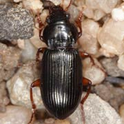 Amara convexiuscula (Marsh., 1802), Carabidae (10–13 mm) Amara convexiuscula (10–13 mm)