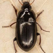 Amara curta Dej., 1828, Carabidae (6–7.5 mm) Amara curta (6–7.5 mm)