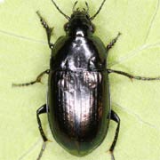 Amara erratica (Duft., 1812), Carabidae (6–8.5 mm) Amara erratica (6–8.5 mm)