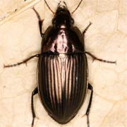 Amara eurynota (9–11.5 mm)