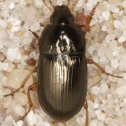Amara familiaris (Duft., 1812), Carabidae (5.5–7.5 mm) Amara familiaris (5.5–7.5 mm)