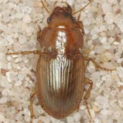 Amara fulva (Müll., 1776), Carabidae (8–10.5 mm) Amara fulva (8–10.5 mm)