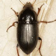 Amara fulvipes (Serv., 1821), Carabidae (9–12 mm) Amara fulvipes (9–12 mm)