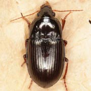 Amara fusca Dej., 1828, Carabidae (7–9.5 mm) Amara fusca (7–9.5 mm)