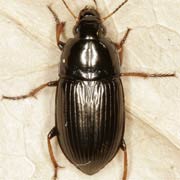 Amara kulti Fass., 1947, Carabidae (8.5–10.5 mm) Amara kulti (8.5–10.5 mm)