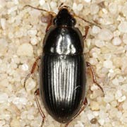Amara lucida (Duft., 1812), Carabidae (5–6.5 mm) Amara lucida (5–6.5 mm)