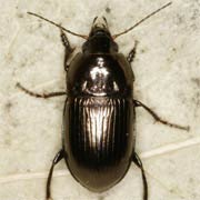 Amara lunicollis Schdte., 1837, Carabidae (6.5–8.5 mm) Amara lunicollis (6.5–8.5 mm)