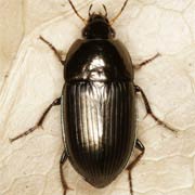 Amara ovata (F., 1792), Carabidae (7.5–10 mm) Amara ovata (7.5–10 mm)