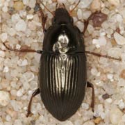 Amara plebeja (Gyll., 1810), Carabidae (6–8 mm) Amara plebeja (6–8 mm)