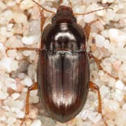 Amara quenseli (7.5–9 mm)