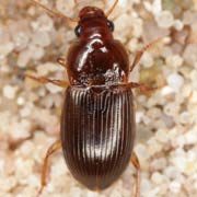 Amara sabulosa (Serv., 1821), Carabidae (6–8 mm) Amara sabulosa (6–8 mm)