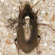Amara similata (Gyll., 1810), Carabidae (7.5–10 mm) Amara similata (7.5–10 mm)