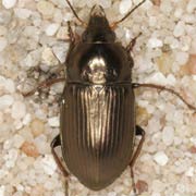 Amara similata (7.5–10 mm)