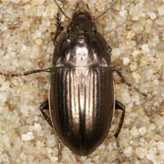 Amara spreta Dej., 1831 ♂, Carabidae (7–9 mm) Amara spreta (7–9 mm)