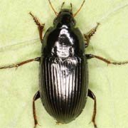 Amara tricuspidata Dej., 1831 ♂, Carabidae (6.5–8.5 mm) Amara tricuspidata (6.5–8.5 mm)