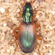 Anchomenus dorsalis (Pont., 1763), Carabidae (5.8–7.5 mm) Anchomenus dorsalis (5.8–7.5 mm)